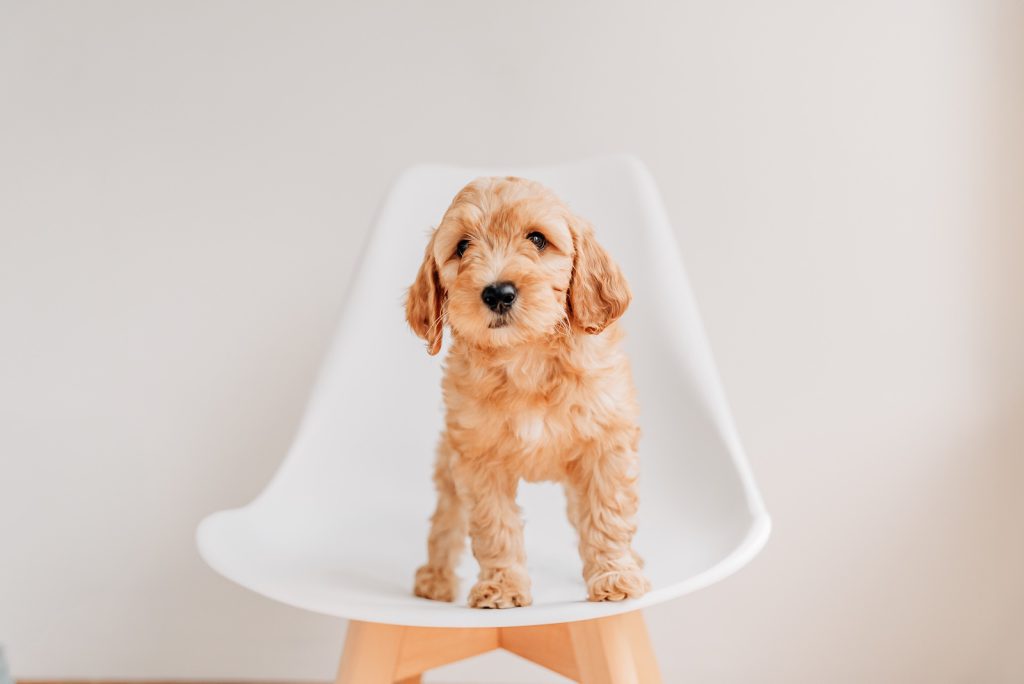 cute doodle puppy maple hill doodles ohio
