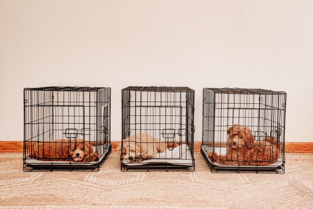 crate training doodle puppies