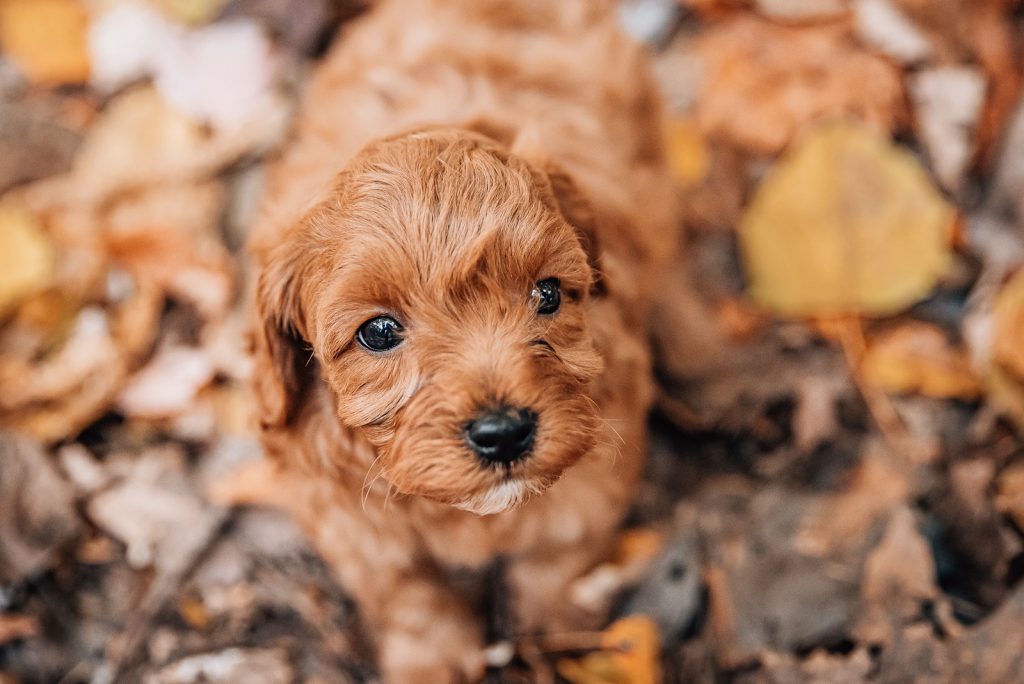 red cavapoo standing on fall leaves ohio