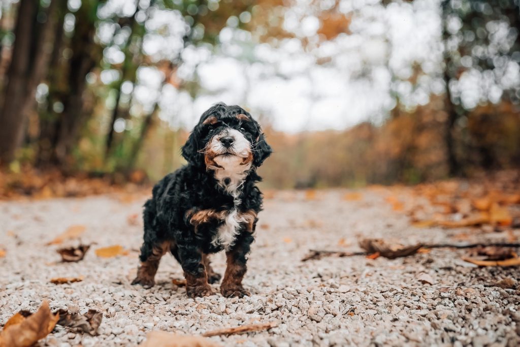 tri color cavapoo outside