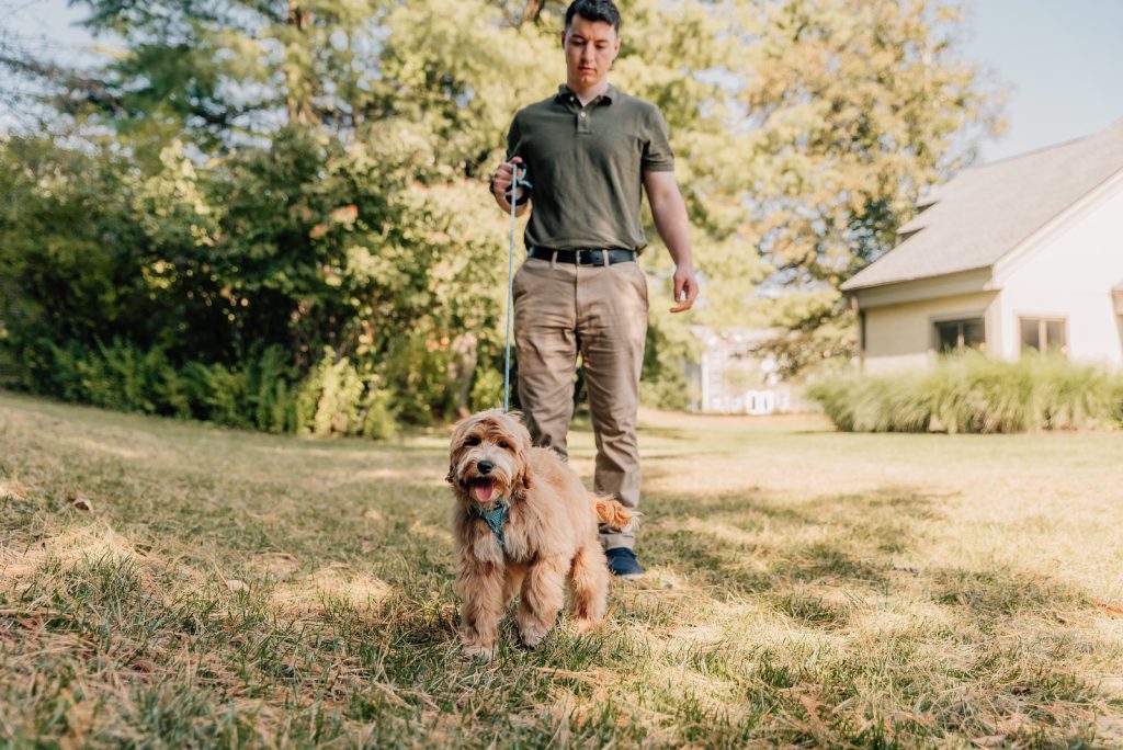 outdoor housebreaking doodle puppies