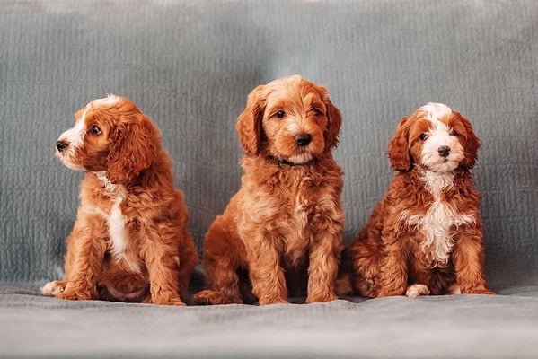 Cavadoodle Puppies in NE ohio Cavadoodle Puppies pricing from ethical breeder