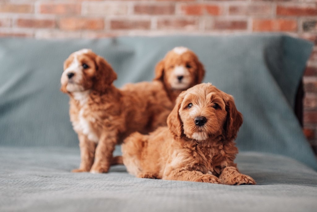 Cavadoodle Puppies in ohio Cavadoodle Puppies cost in Ohio
