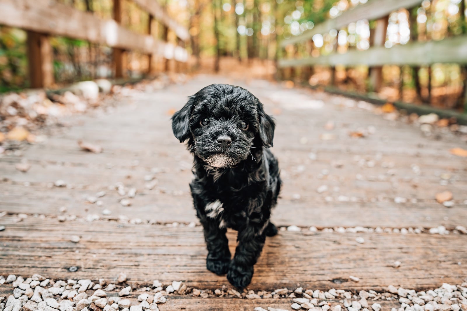 black cavapoo puppies ohio Pricing for Cavapoo puppies in Ohio